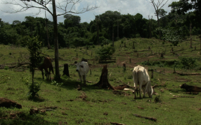 La ultraderecha y el Partido Popular Europeo retrasan norma que buscaba proteger los bosques