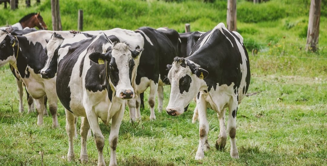 Expertos llaman a acelerar la producción ganadera sostenible