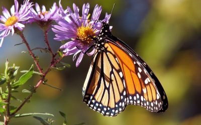 Las mariposas migratorias tienen mayor diversidad genética