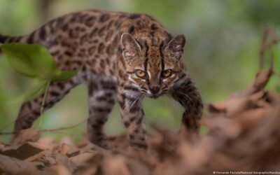 Clasifican en Bolivia una nueva especie de felino confundido con un gato común