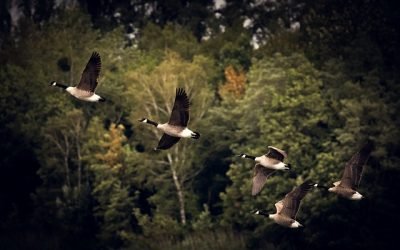 Aves migratorias, alas para grandes vuelos