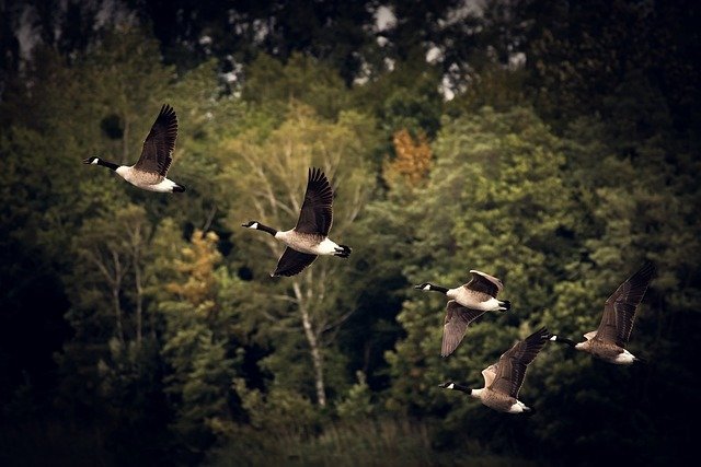 Aves migratorias, alas para grandes vuelos