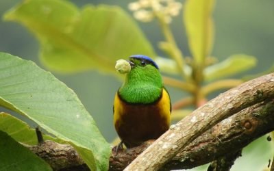 Colombia, de nuevo primer lugar en avistamiento de aves