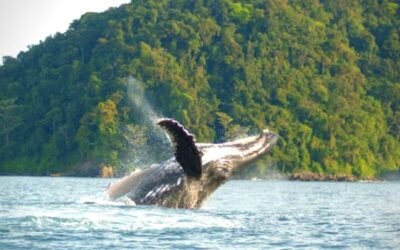 El parque Gorgona y el santuario alrededor del volcán Galeras, premiados por éxito de conservación