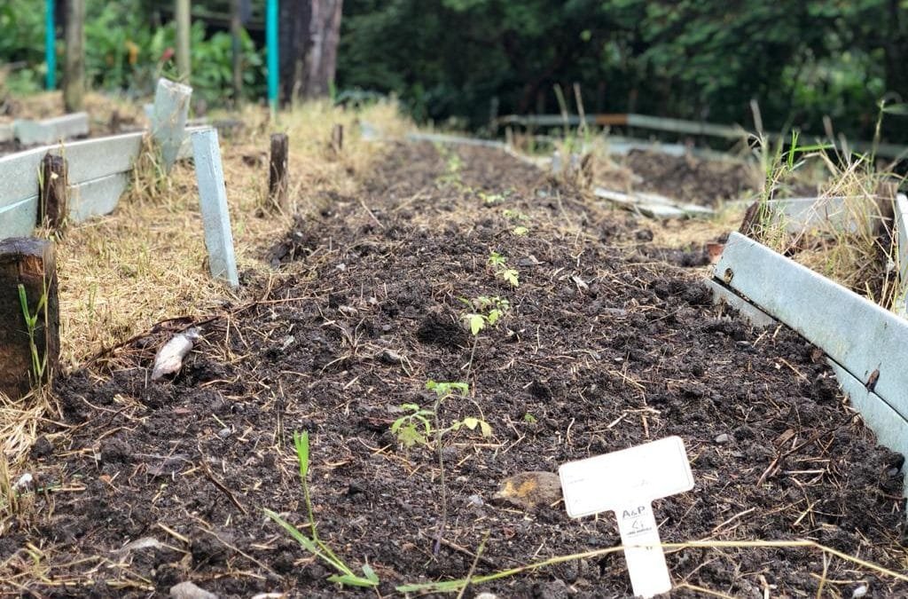 En San Antonio de Prado una granja produce alimentos y enseñanzas para la vida