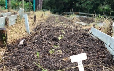 En San Antonio de Prado una granja produce alimentos y enseñanzas para la vida