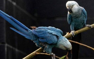 Llegan a Brasil guacamayas azules para evitar extinción de la especie