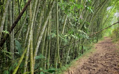 Colombia tendrá registro de guaduales y bambusales
