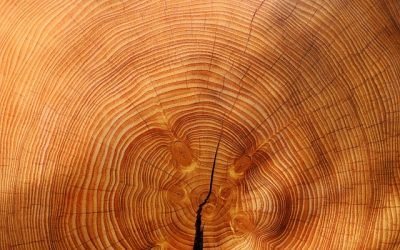 Madera legal: un mercado lleno de oportunidades para Colombia