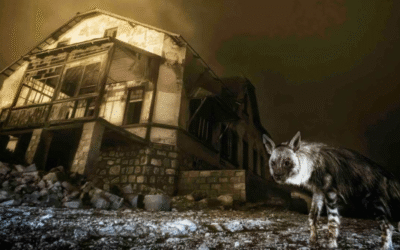 El sudafricano Win van deer Heever ganó el premio de Fotografía de vida silvestre 2025