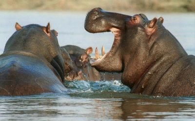 En Kenia, buscan apoyo para manejo de hipopótamos en Colombia