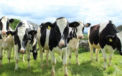 En zonas de frontera vacunan contra la fiebre aftosa