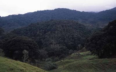 Los bosques andinos son clave para mitigar el cambio climático