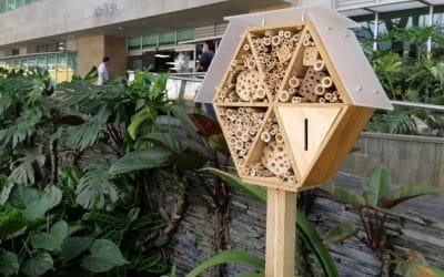 Sector de Medellín será refugio para abejas solitarias