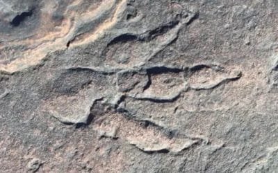 Niña encuentra una huella de dinosaurio