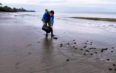 Más de 3.770 huevos de tortuga fueron sembrados en playas del Parque Nacional Natural Sanquianga