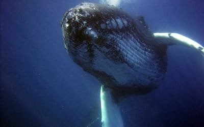Rusia desmantela la ‘cárcel de las ballenas’