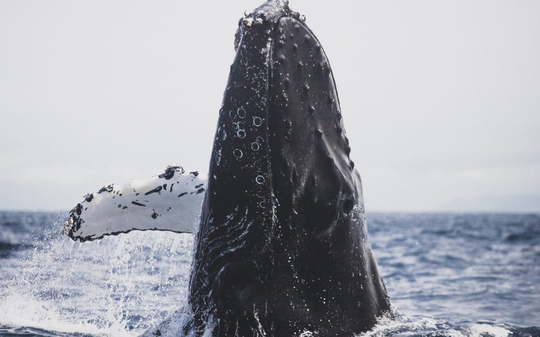 Ballenas llegan al Pacífico