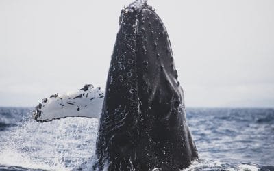 Ballenas llegan al Pacífico