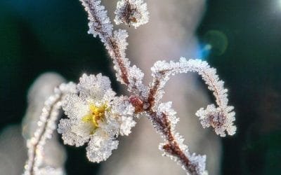 Cómo enfrentar la temporada de heladas