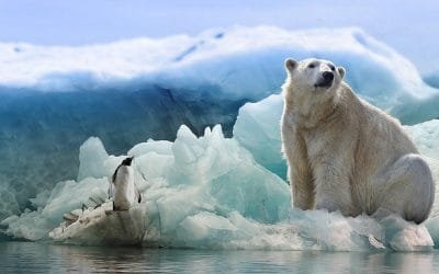 La pérdida de hielo marino se acelera