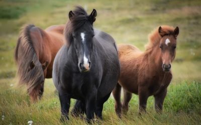 Los caballos, nuevos “seres sintientes” del fin del mundo