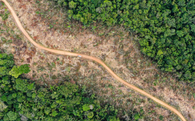 La deforestación estaría aumentando, según cifras del Ideam