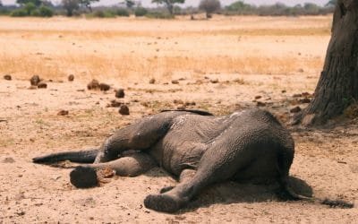 No se explican la muerte de 350 elefantes.