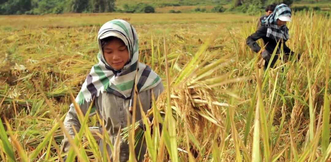 El precio mundial de los alimentos sube por primera vez en un año