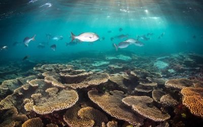 Australia invierte recursos en calidad del agua y protección de la barrera de coral