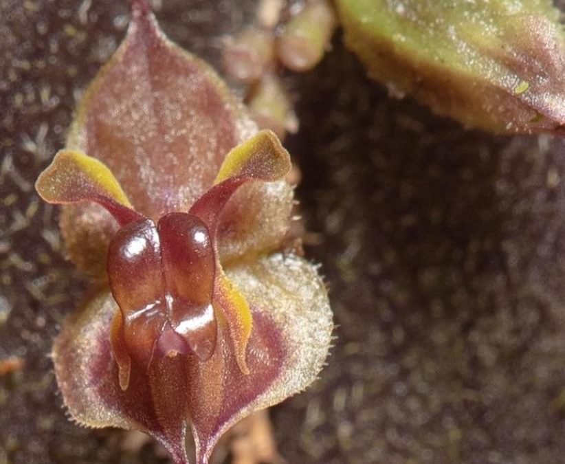 Descubren en Cali nueva orquídea miniatura