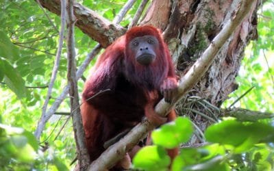 Reabren al ecoturismo al el Santuario de Flora y Fauna Los Colorados