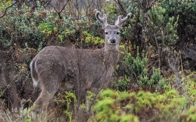 Regresa ecoturismo al Parque Nacional Natural Chingaza