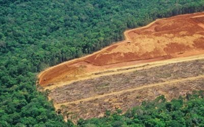 Piden prohibir deforestación en la Amazonía