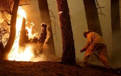 Incendios forestales destruyen 81 millones de hectáreas en el último decenio