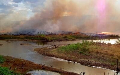 Degradación forestal asociada a incendios fue alarmante en la Amazonía en 2024