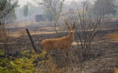 Casi 17 millones de animales murieron en incendio de Brasil