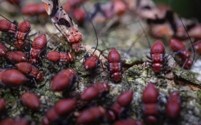 Comer insectos: de tabú a valorar su aporte nutricional