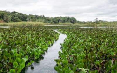 Cinco especies de plantas invasoras de Sudamérica colonizan el resto del planeta