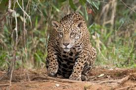 Protegen la biodiversidad y fortalecen el hábitat del jaguar