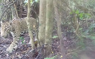 Registran en Los Katíos un jaguar y dos puercos de monte