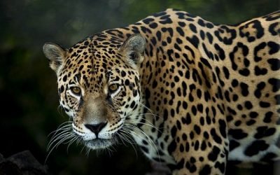 Estas son las 12 especies animales amenazadas en Colombia