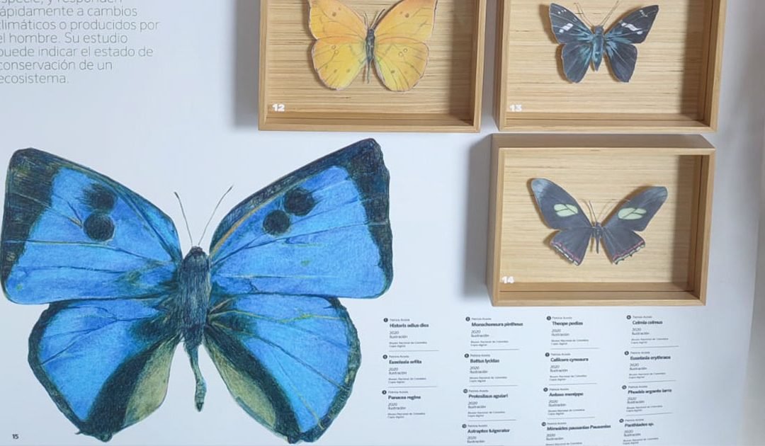 El Jaguar y la Mariposa en el PNN Serranía de Chiribiquete