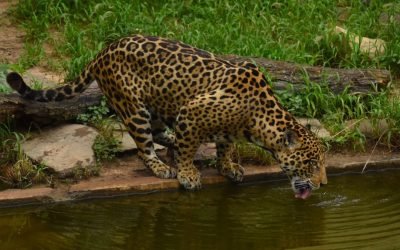 Minambiente expide lineamientos para protección del jaguar