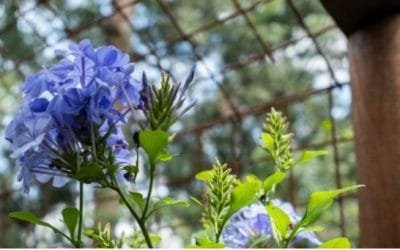 El Caribe tendrá su tercer jardín botánico