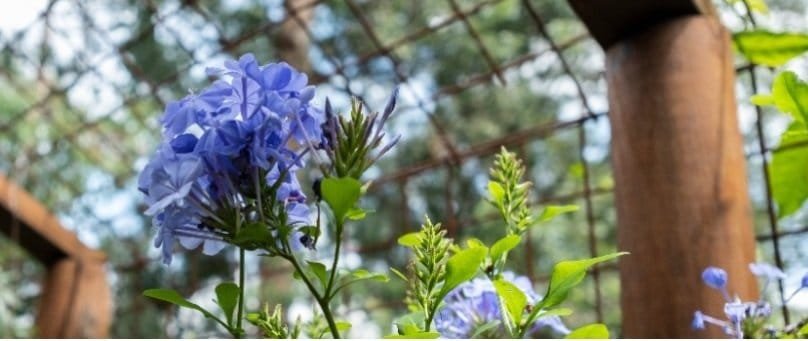 El Caribe tendrá su tercer jardín botánico