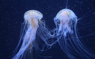 Contaminación y ausencia de depredadores causan proliferación de medusas