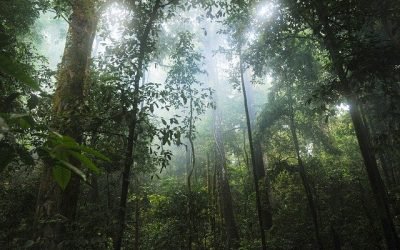 Destacan papel del bloque tropical en América Latina