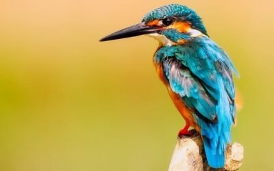 Cambio climático alteraría la coloración de las aves