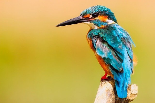 Cambio climático alteraría la coloración de las aves